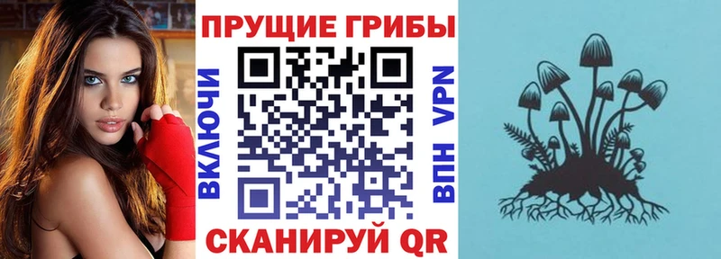 купить  цена  Волхов  Галлюциногенные грибы MAGIC MUSHROOMS 